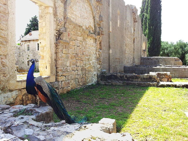 Un pavo real en Lokrum