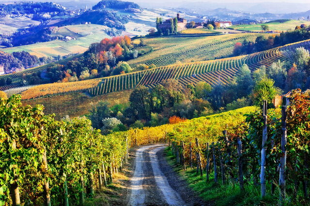Piamonte, viñedos