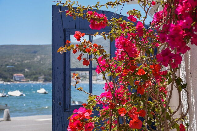 Flores en Cadaqués