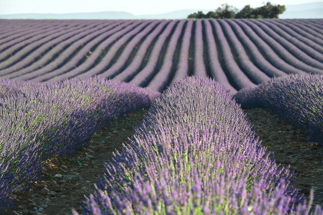 Lavanda en Provenza