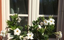 Fotos enviadas por los huéspedes de Uva