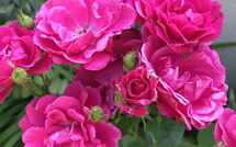 Fotos enviadas por los huéspedes de La Chaumière