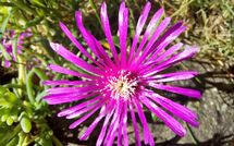 Fotos enviadas por los huéspedes de Selva degli Ulivi