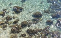 Fotos enviadas por los huéspedes de Poreč Kaštelir 629