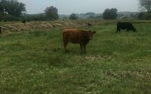 Fotos enviadas por los huéspedes de Groß Zicker 150