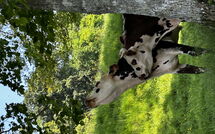 Fotos enviadas por los huéspedes de Les Prés Rousselins