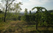 Fotos enviadas por los huéspedes de Montescalari