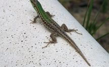 Fotos enviadas por los huéspedes de Casa Cervognano