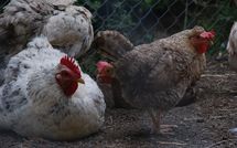 Fotos enviadas por los huéspedes de Casa Ivan