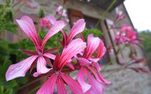 Fotos enviadas por los huéspedes de Casa Ivan