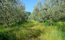 Fotos enviadas por los huéspedes de Podere San Bono