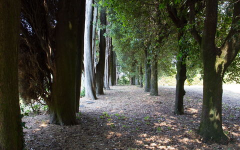 Villa Rocchi: Árbol, Naturaleza, Bosque, Vegetación, Entorno Natural, Hoja, Bosque, Verde, Reserva Natural, Arboleda
