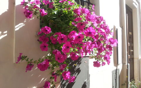 Diamonds & Rust: Flor, Planta, Rosado, Maceta, Magenta, Bougainvillea, Planta Floreciendo, Balcón, Planta De Casa, Arquitectura