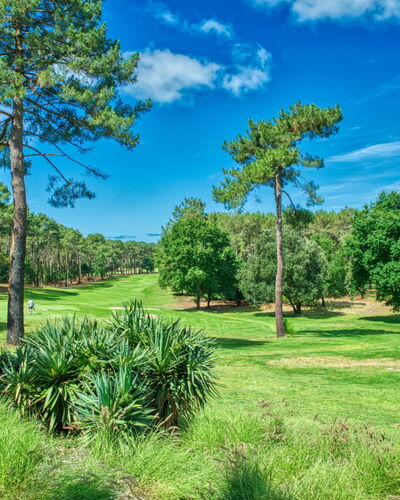 Marina de Talaris: Plantas Leñosas, Jardín, Plantación, Parque, Jardín Botánico, Paisajismo, Hojas Perennes