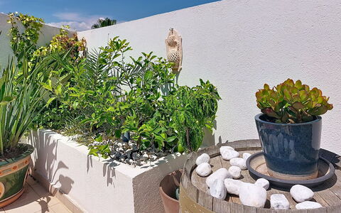 Fréjus 540: Maceta, Planta De Casa, Jardín, Hierba, Florero, Patio