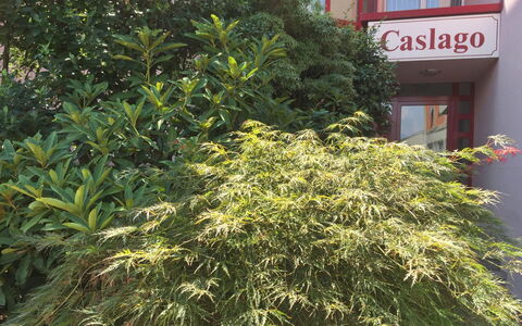 Caslano 400: Árbol, Planta, Flor, Vegetación, Plantas Leñosas, Arbusto, Hierba, Planta Floreciendo, Hojas Perennes