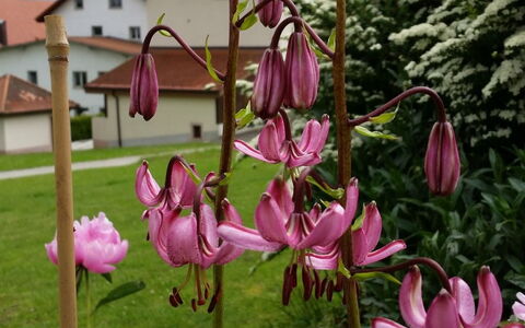 Appartement - Bellevue: Flor, Planta, Cielo, Pétalo, Nube, Planta Terrestre, Ventana, Planta Floreciendo, Magenta, Primavera