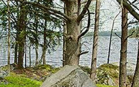 Mäntyniemi: Árbol, Banco, Casa, Cabaña, Lago, Estanque, Bosque, Cuarto De Troncos
