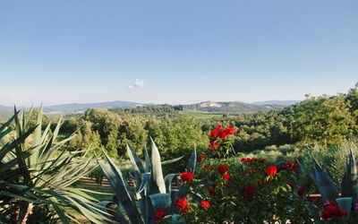 the landscape from the garden