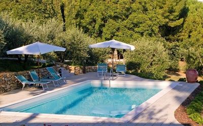 our pool surrounded by olives