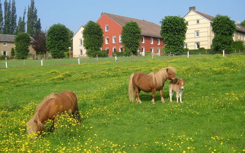Bungalowpark Landsrade: Planta, Cielo, Ventana, Verde, Caballo, Árbol, Paisaje Natural, Flor, El Terreno Del Lote