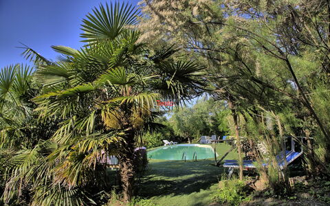 La Villa Di Ostra: Árbol, Vegetación, Planta, Palmera, Plantas Leñosas, Arecales, Planta De La Comunidad, Botánica, Hierba, Hoja