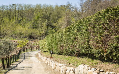 Cantiniere: Árbol, Vegetación, Paisaje Natural, Reserva Natural, Arbusto, Planta, Pared, Planta De La Comunidad, Botánica, Biome