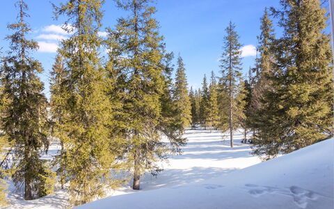 Nelikko a: Rama, Árbol, Entorno Natural, Nieve, Invierno, Desierto, Bosque, Congelación, Alerce