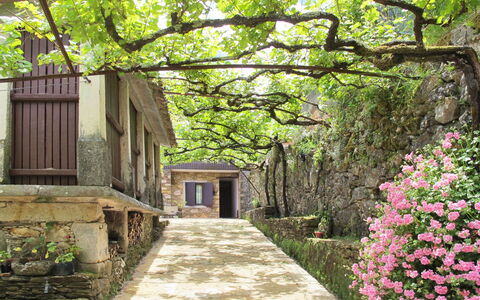 Senhor Do Socorro: Planta, Flor, Propiedad, Verde, Árbol, Naturaleza, Hoja, Botánica, Vegetación, Paisaje Natural