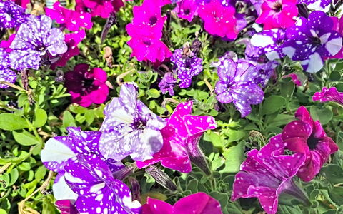 Radstadt 606: Flor, Pétalo, Verde, Amarillo, Rosado, Púrpura, Cobertura Del Suelo, Planta Floreciendo, Jardín, Planta Herbácea
