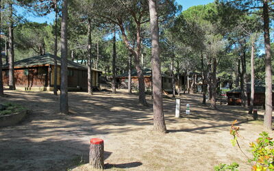 Calvi 609