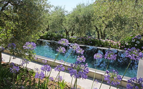 Macennere: Naturaleza, Jardín, Lavanda, Flor, Púrpura, Paisaje Natural, Planta, Botánica, Primavera, Árbol