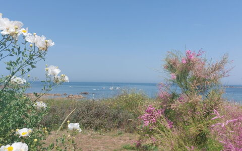 Le Sémaphore: Flor, Arbusto, Mar, Costeras Y Los Accidentes Geográficos Oceánico, Costa, Planta De La Comunidad, Oceano, Planta Floreciendo, Playa, Flor Silvestre