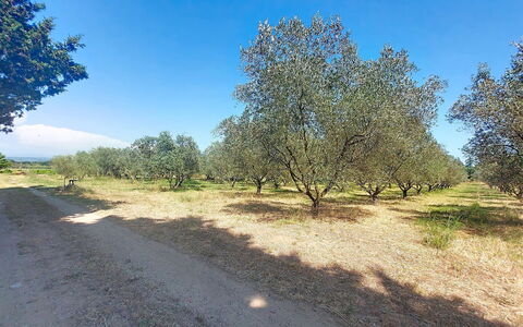 Mas du Combaud: Árbol, Llanura, El Terreno Del Lote, Suelo, Sendero, Plantas Leñosas, Campo, Shrubland