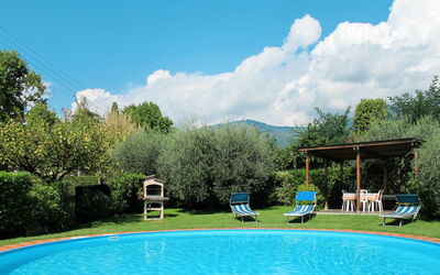 Agrifoglio - Capannori, Toscana, Italia