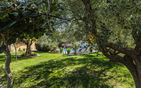 Poreč 649: Hoja, Vegetación, Arbusto, Jardín, Primavera, El Maletero, Sombra, Plantas Leñosas, Luz De Sol, Césped