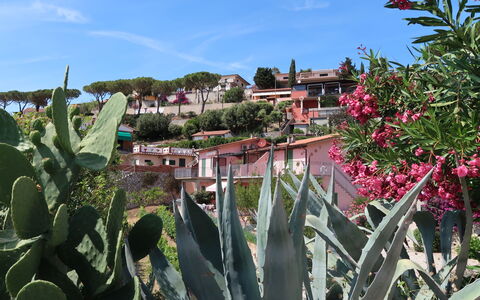 Capoliveri 620: Vegetación, Flor, Planta, Botánica, Agave, Jardín Botánico, Planta Floreciendo, Paisaje, Jardín, Cactus