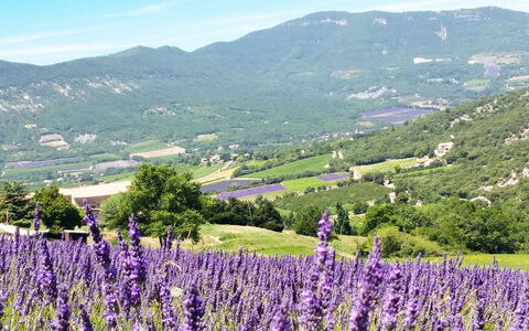 Le Cèdre: Cielo, Flor, Montaña, Planta, Ecorregión, Nube, Verde, Paisaje Natural, Agricultura, Lavanda
