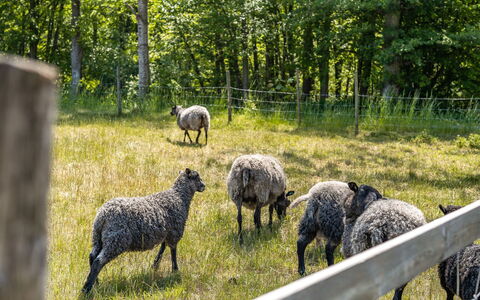 Ilingetorp: Planta, Vertebrado, Árbol, Oveja, Hierba, Paisaje Natural, Pasto