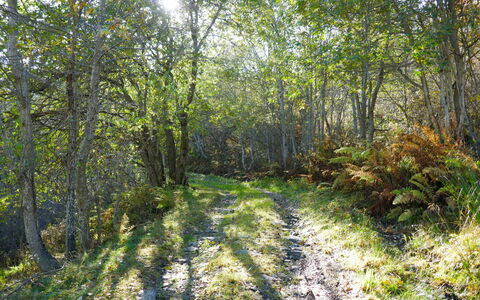 Rustico Andrea: Árbol, Paisaje Natural, Bosque, Entorno Natural, Naturaleza, Vegetación, Reserva Natural, Bosque, Luz De Sol, Biome
