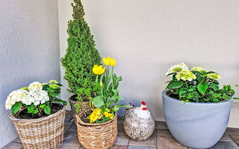 Christine: Flor, Verde, Maceta, Amarillo, Planta De Casa, Floristas, Jardín, Planta Floreciendo, Cortar Flores