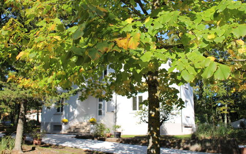 Villa La Casa Bianca: Árbol, Hoja, Plantas Leñosas, Planta, Otoño, Avión, Botánica, Canoa Abedul, Plano-Árbol Familia, Flor