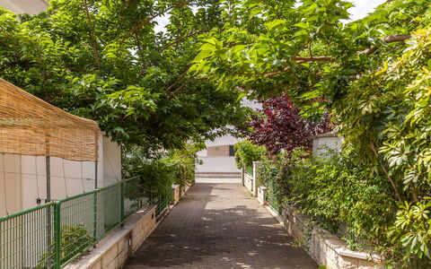 Villa Victory: Árbol, Pasarela, Botánica, Planta, Hoja, Plantas Leñosas, Casa, La Carretera, Callejón, Arquitectura