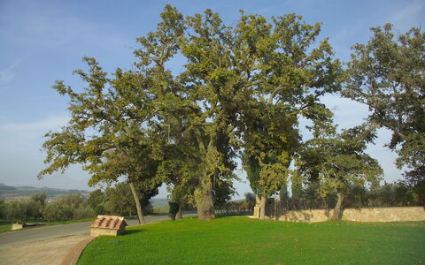 Villa Fontanelle: Árbol, Llanura, Plantas Leñosas, El Terreno Del Lote, El Maletero, Pradera, Parque, Sombra, Prado, Banco