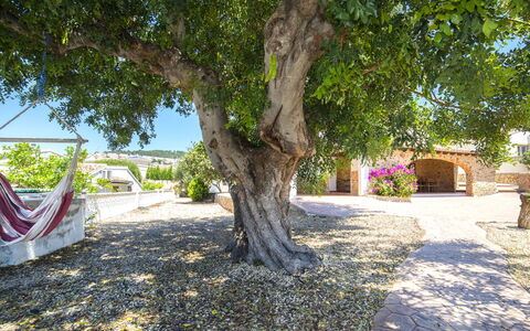 Melchora: Planta, Rama, Edificio, Superficie De La Carretera, Sombra, Casa, Árbol, Vegetación, Hierba, Arecales