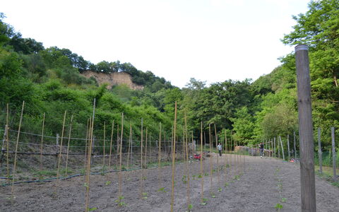 Agriturismo Il Giaggiolo without Pool: Vegetación, Árbol, El Terreno Del Lote, Hill Station, Planta De La Comunidad, Planta, Hierba, Vía Pública, Cerca, Paisaje