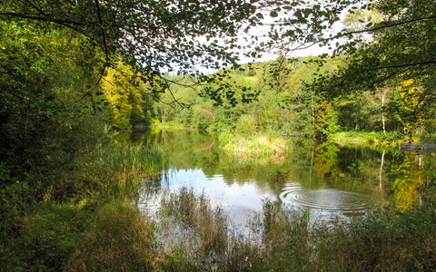 Kralovice: Paisaje Natural, Naturaleza, Árbol, Agua, Reflexión, Entorno Natural, Reserva Natural, Verde, Vegetación, Banco