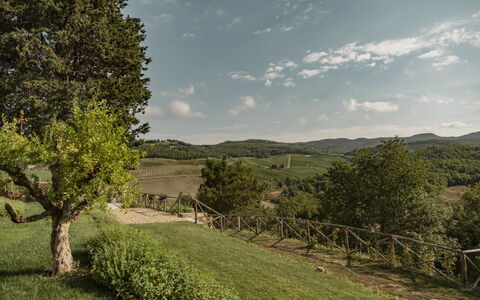 Villa Pianvecchio: Árbol, El Terreno Del Lote, Área Rural, Pradera, Cúmulo, Arbusto, Valle, Prado, Campo, Pasto