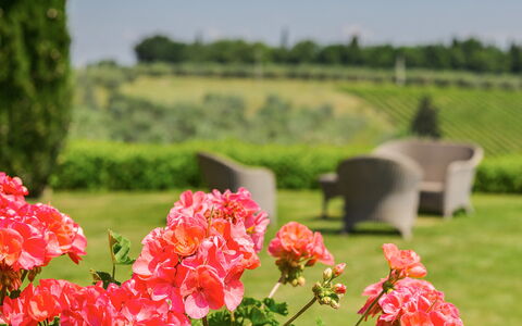 Villa Sole Del Chianti: Flor, Planta, Pétalo, Verde, Naturaleza, Entorno Natural, Paisaje Natural, Árbol, Vegetación, Hierba