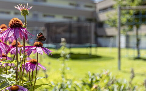 Radstadt 190: Flor, Planta, Pétalo, Edificio, Hierba